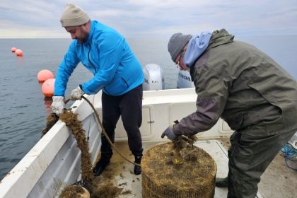 foto primele stridii japoneze crescute cu succes in marea neagra 6901e946d6668