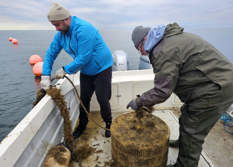 foto primele stridii japoneze crescute cu succes in marea neagra 6901e946d6668