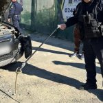 jandarmii tulceni au intervenit dupa ce un sarpe a fost observat pe parbrizul unei masini 68f640acea738