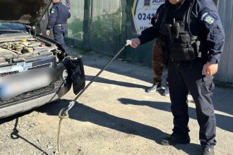 jandarmii tulceni au intervenit dupa ce un sarpe a fost observat pe parbrizul unei masini 68f640acea738