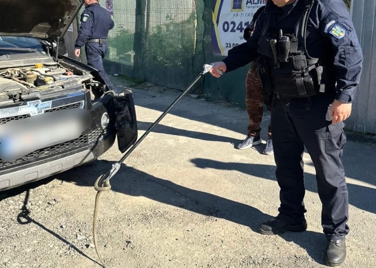 jandarmii tulceni au intervenit dupa ce un sarpe a fost observat pe parbrizul unei masini 68f640acea738