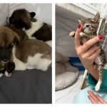 nu mai abandonati animale riscati amenzi usturatoare 68e4f07f82424