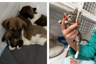 nu mai abandonati animale riscati amenzi usturatoare 68e4f07f82424