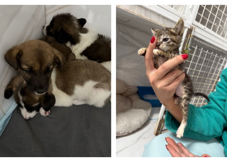 nu mai abandonati animale riscati amenzi usturatoare 68e4f07f82424