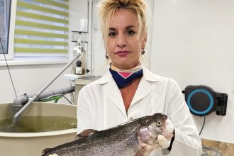 pastravul curcubeu noua specie adaptata la marea neagra 68e4c19b97849