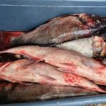 prins in flagrant in medgidia 30 de kilograme de peste vandute fara acte de provenienta 68ecfb776c9bb