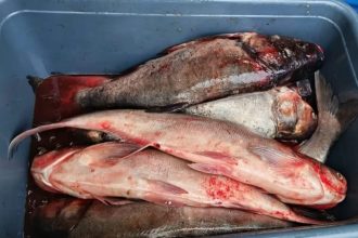 prins in flagrant in medgidia 30 de kilograme de peste vandute fara acte de provenienta 68ecfb776c9bb