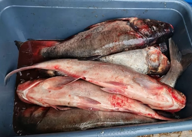 prins in flagrant in medgidia 30 de kilograme de peste vandute fara acte de provenienta 68ecfb776c9bb