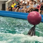programul delfinariului constanta spectacole cu delfini zilnic pentru toate varstele 68e0e5b3cc481