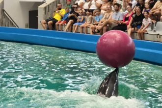 programul delfinariului constanta spectacole cu delfini zilnic pentru toate varstele 68e0e5b3cc481