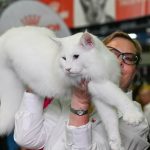 Trei pisici din România au fost desemnate cele mai frumoase din lume la Campionatul Mondial Felin 2025. 21 trei pisici din romania declarate cele mai frumoase din lume la campionatul mondial felin 2025 69049b825a142