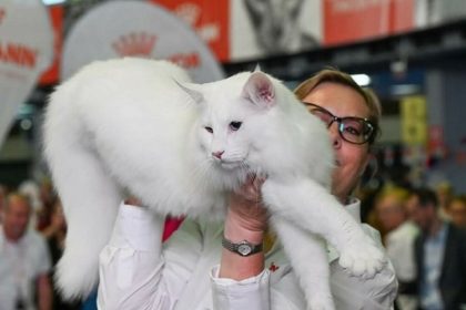 trei pisici din romania declarate cele mai frumoase din lume la campionatul mondial felin 2025 69049b825a142