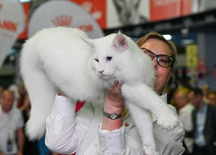 trei pisici din romania declarate cele mai frumoase din lume la campionatul mondial felin 2025 69049b825a142