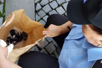 zeci de cazuri de cruzime fata de animale la constanta 19 dosare penale si peste 45 de caini si pisici salvate 68e9828369a0f