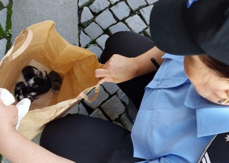 zeci de cazuri de cruzime fata de animale la constanta 19 dosare penale si peste 45 de caini si pisici salvate 68e9828369a0f