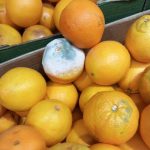 actiuni anpc in perioada 24 28 noiembrie 2025 peste 2 170 de operatori economici verificati si amenzi de aproximativ 545 milioane de lei 6929bf6aeadac