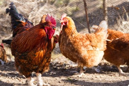 ansvsa trage un semnal de alarma cu privire la riscul ridicat de introducere si raspandire a virusului gripei aviare in romania 69172d527c78b