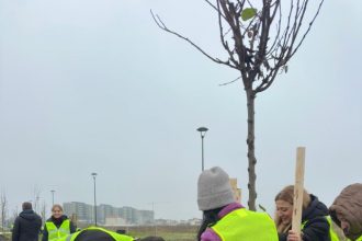 de ziua dobrogei arbori plantati in parcul din cartierul veterani foto 69174b97cbad6