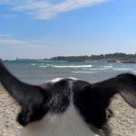 detii un animal de companie vezi ce reguli trebuie sa respecti 690858edbe3c0