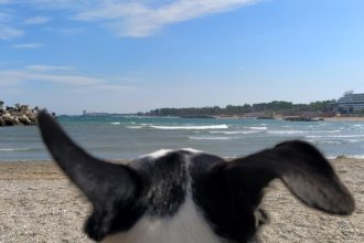 detii un animal de companie vezi ce reguli trebuie sa respecti 690858edbe3c0