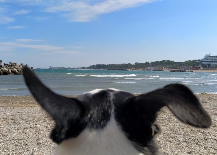 detii un animal de companie vezi ce reguli trebuie sa respecti 690858edbe3c0