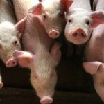 fermierii romani afectati de importuri pretul kilogramului de carne de porc in hipermarketuri 691b3a072fd4e