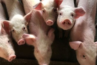 fermierii romani afectati de importuri pretul kilogramului de carne de porc in hipermarketuri 691b3a072fd4e