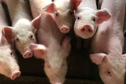 fermierii romani afectati de importuri pretul kilogramului de carne de porc in hipermarketuri 691b3a072fd4e