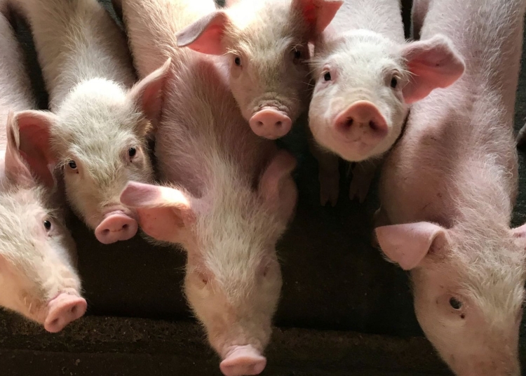 fermierii romani afectati de importuri pretul kilogramului de carne de porc in hipermarketuri 691b3a072fd4e