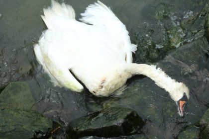 focar de gripa aviara in portul constanta 6908a646e4ca8