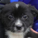 foto luli si molo doi catei in varsta de trei luni asteapta sa i adopte oamenii potriviti 691ad8fbd56b1