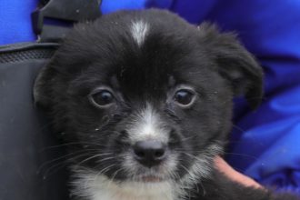 foto luli si molo doi catei in varsta de trei luni asteapta sa i adopte oamenii potriviti 691ad8fbd56b1