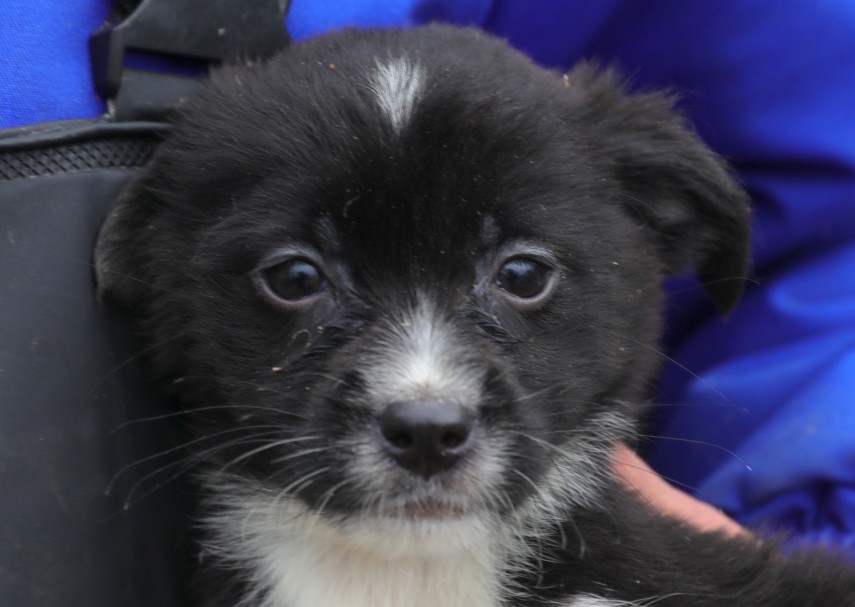 foto luli si molo doi catei in varsta de trei luni asteapta sa i adopte oamenii potriviti 691ad8fbd56b1