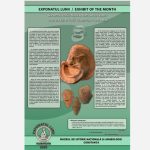 masca de teatru expresiva de tip terracota vedeta lunii la muzeul de istorie nationala si arheologie constanta 690c843a78084