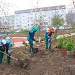 noi arbori si arbusti ornamentali au fost plantati in cartierul inel ii foto 69298d39a437d
