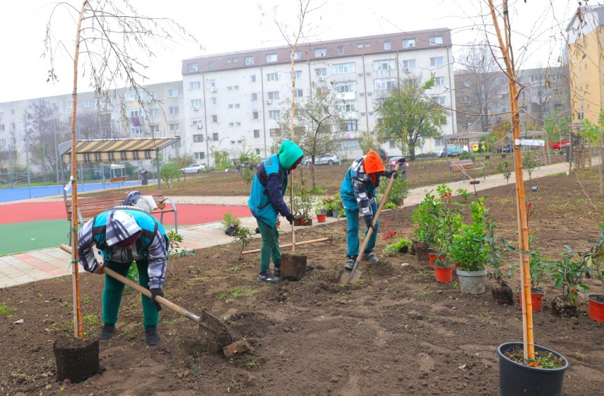 noi arbori si arbusti ornamentali au fost plantati in cartierul inel ii foto 69298d39a437d