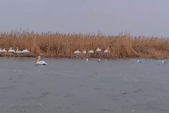 o nava sport si un utilaj al stuf delta production srl din tulcea sunt scoase la vanzare document 6914a1cba26ba