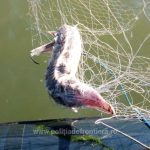 peste 800 de metri de plase recuperate din marea neagra si trei sturioni eliberati in mediul natural de catre politistii de frontiera tulceni 69087638e2d5b