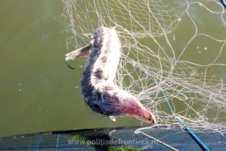 peste 800 de metri de plase recuperate din marea neagra si trei sturioni eliberati in mediul natural de catre politistii de frontiera tulceni 69087638e2d5b