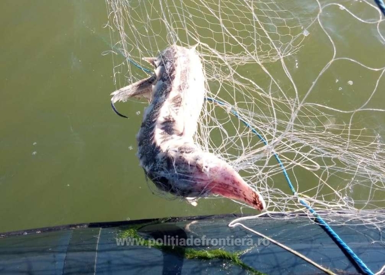 peste 800 de metri de plase recuperate din marea neagra si trei sturioni eliberati in mediul natural de catre politistii de frontiera tulceni 69087638e2d5b
