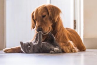 primaria valu lui traian organizeaza o noua campanie de sterilizare gratuita pentru caini si pisici 691c2921ef695