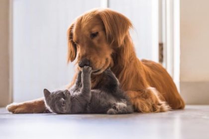 primaria valu lui traian organizeaza o noua campanie de sterilizare gratuita pentru caini si pisici 691c2921ef695