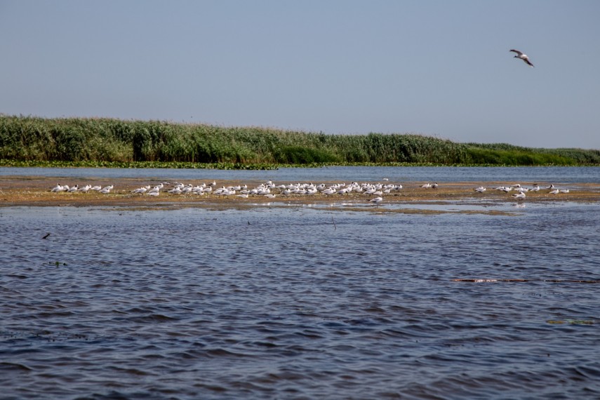 proiectul danubius ro 2 un nou pas pentru cercetarea romaneasca 69255940e155d