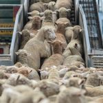 romania lider european la exportul de cereale si recorduri istorice in comertul cu animale vii 6909b6293f628