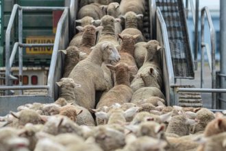 romania lider european la exportul de cereale si recorduri istorice in comertul cu animale vii 6909b6293f628