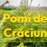 romsilva ofera la vanzare peste 16 de mii de pomi de craciun in sezonul sarbatorilor de iarna 69281e0da4ae4