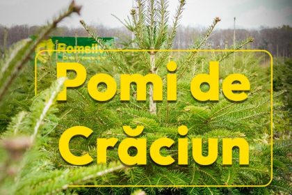 romsilva ofera la vanzare peste 16 de mii de pomi de craciun in sezonul sarbatorilor de iarna 69281e0da4ae4