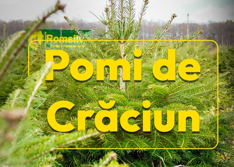 romsilva ofera la vanzare peste 16 de mii de pomi de craciun in sezonul sarbatorilor de iarna 69281e0da4ae4