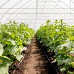 sorin grindeanu reactie dura contra taxei pe sere si solarii nu va fi nicio taxa 692b4801f1a0e