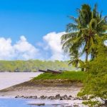 surinam cronica unei tari mesteacan intre padure si ocean foto 692558bca5ea2